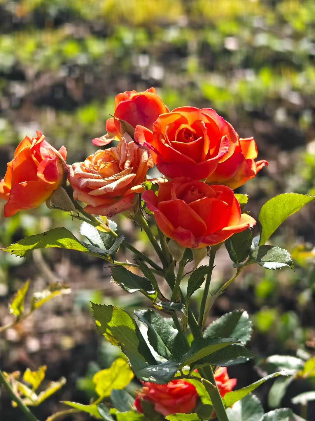 老舍先生说：“只要开花，我就高兴，花开得大小好坏都不计较。”
我也是，今天就很高