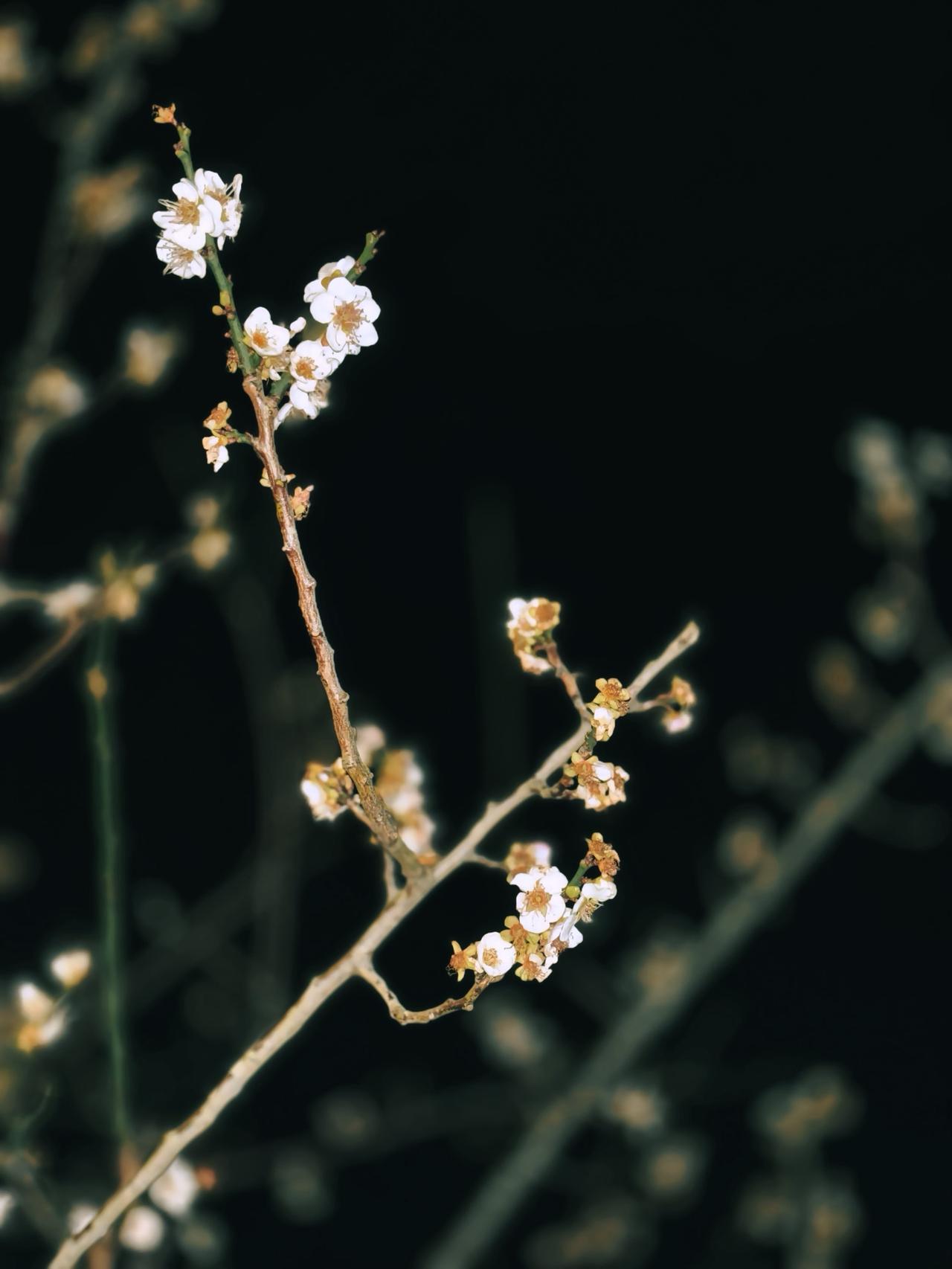 知道夜晚的梅花很美，谁能想到这么美！
植物 吃喝玩乐分享计划 我的摄影日记 拍花
