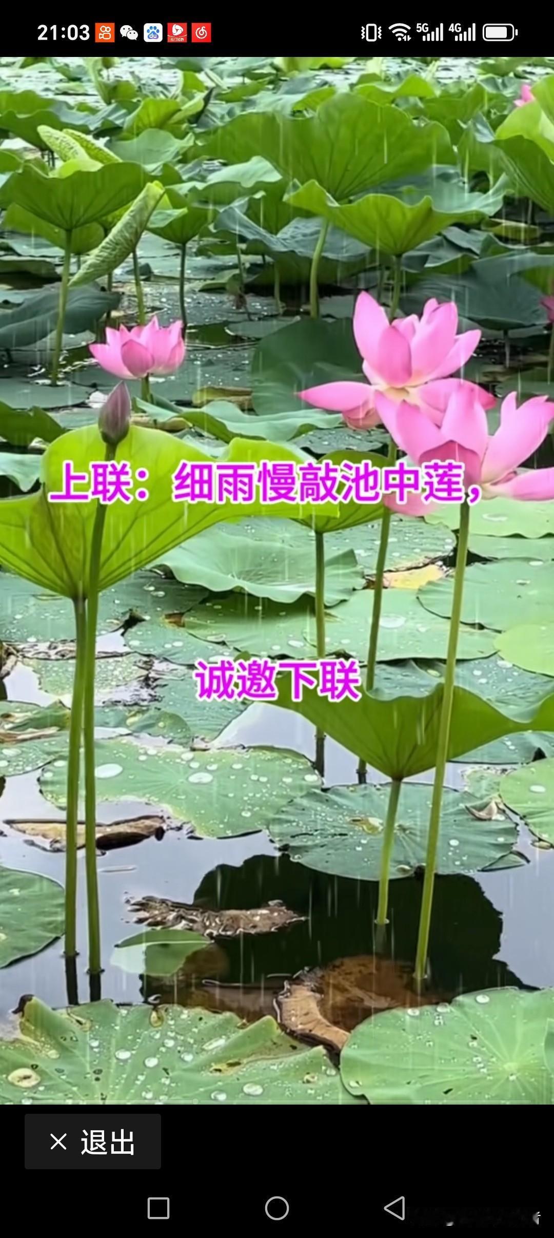 细雨慢敲池中莲
大风疾袭岸边树