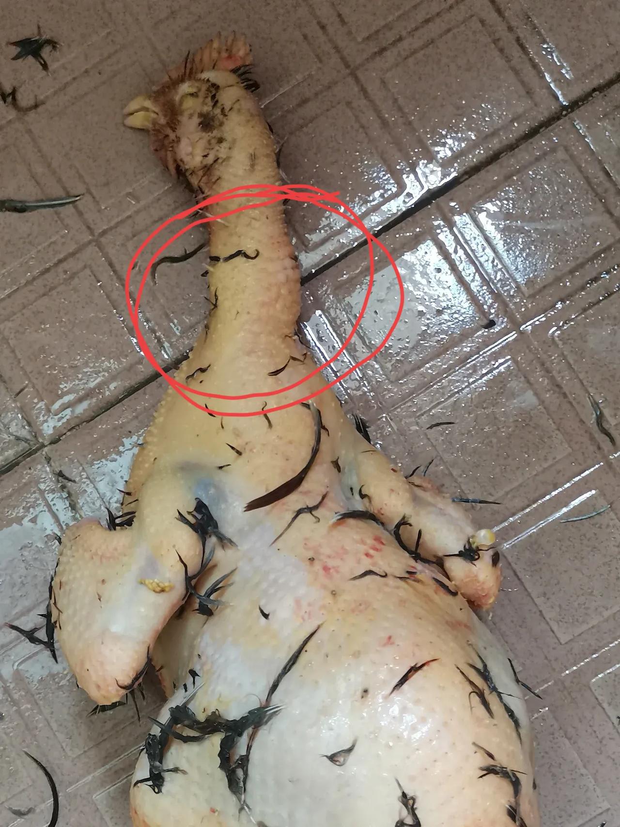 不懂就问，这样的鸡可以吃吗，肿的好大块，脖子那块肿的摸起来是软的！

今天杀了一