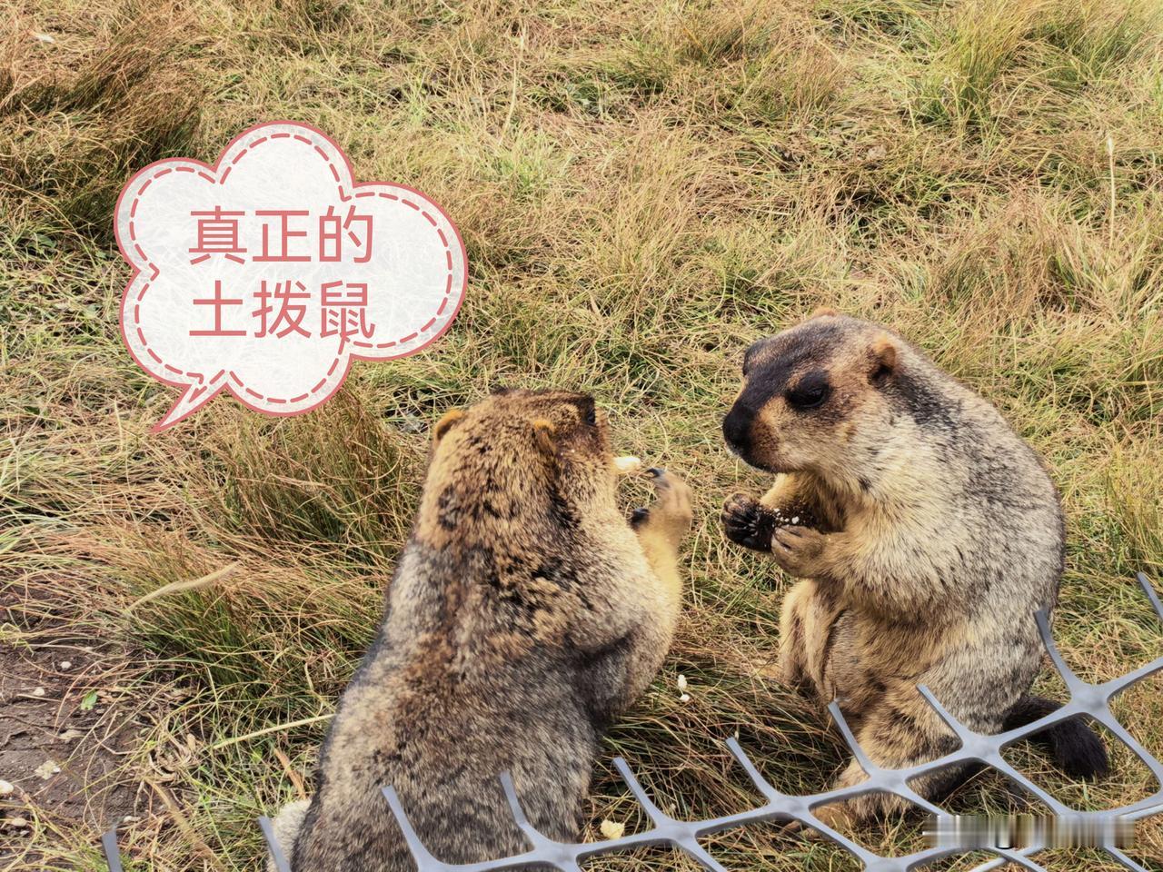 你说老丈人们是有多么“稀罕”这女婿，给起这些个外号，真是笑得人眼睛疼。哼！敢抢小