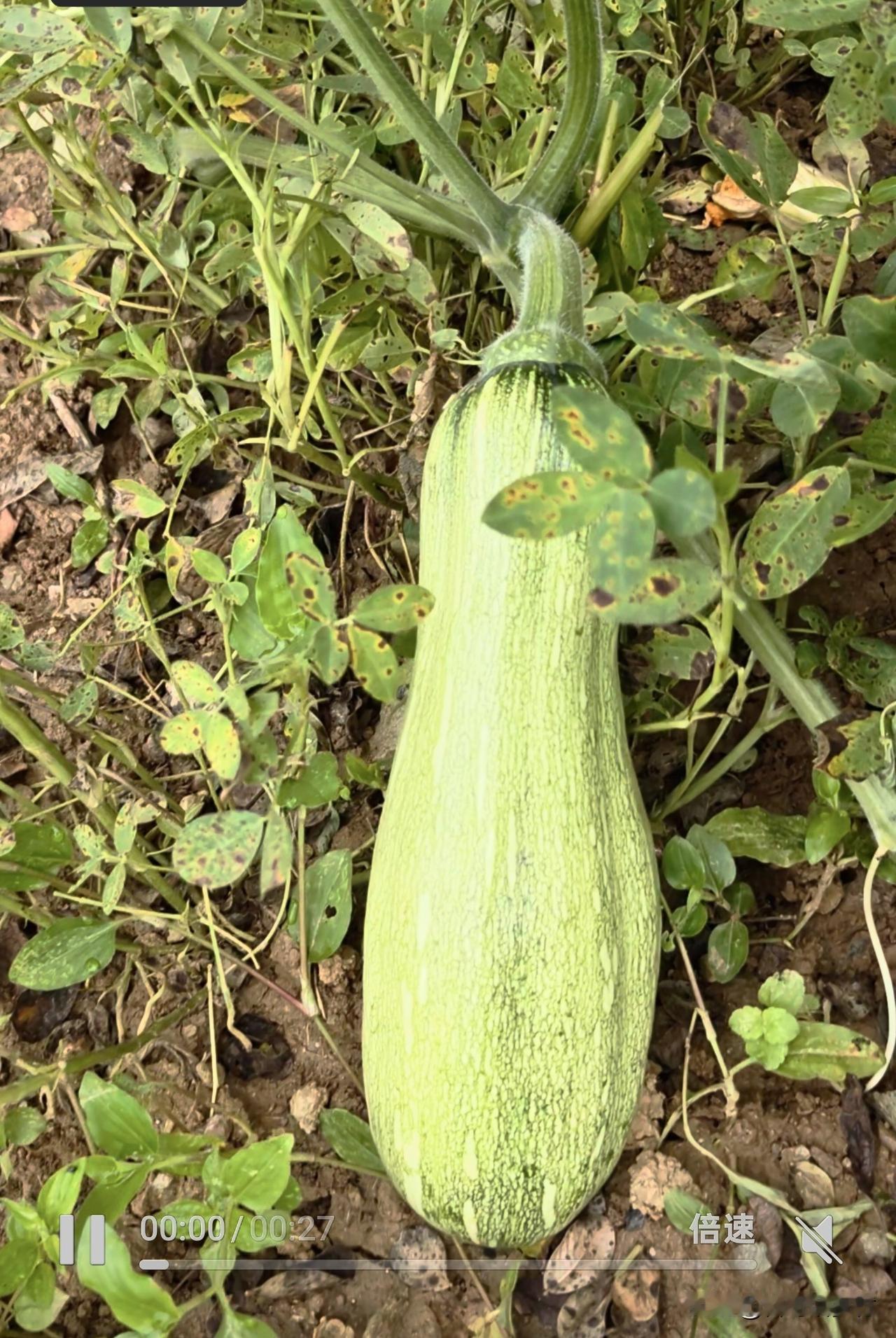 自己留种的黄金瓜，是同样可以长南瓜的。并不像很多人所说：“现在的南瓜种，只能种一