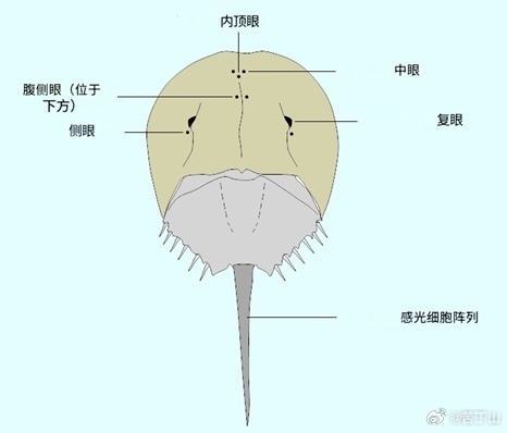 随手记 - 曾经在读库公众号发过一篇文章，介绍鲎（读“后”）的蓝血可以检测内毒素