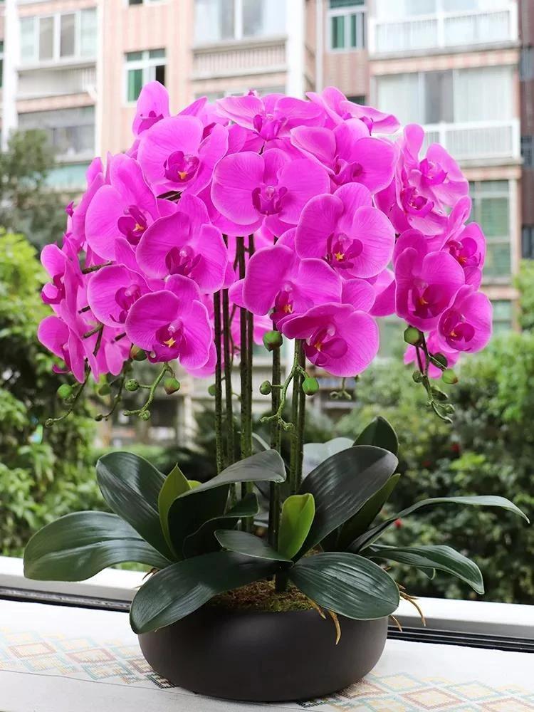 #你会买比较贵的蝴蝶兰吗?#投资美丽的未来：为何选择购买昂贵的蝴蝶兰

引言：
