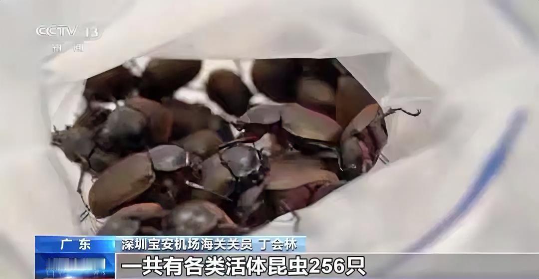 警惕！256只偷渡“异宠”，生物安全拉响警报
 
近日，深圳宝安机场海关查获25