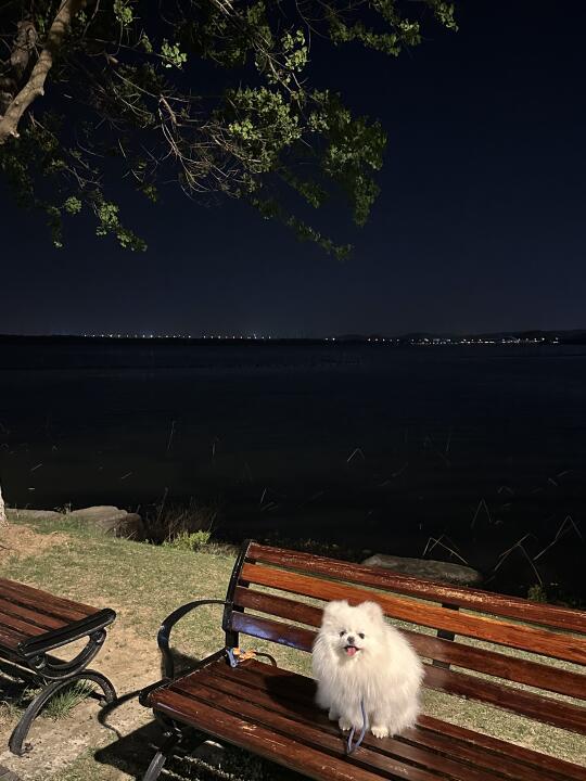 妈妈 狗生是初夏