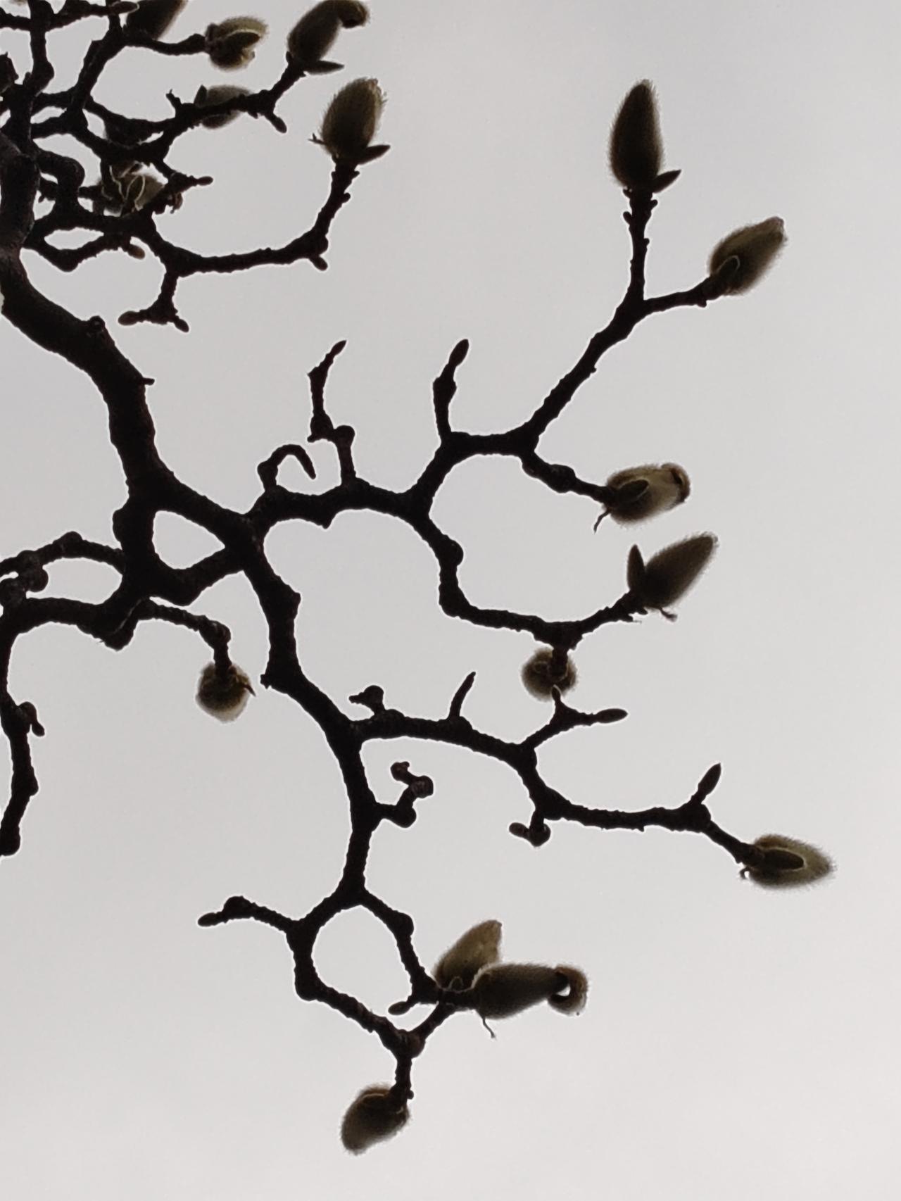 天南地北大拜年《玉兰花蕾画》人人都知道玉兰花的美，可是很少有人知道玉兰花蕾的美。