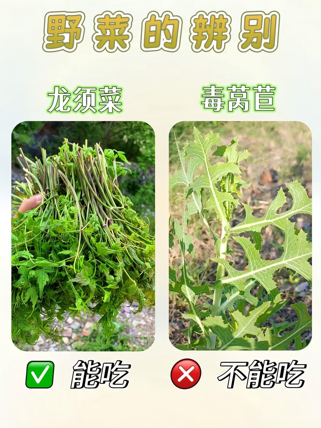 挖野菜虽快乐，辨别清楚才安全！🌿挖野菜的宝子们注意啦！这些野菜辨别技巧一定要码