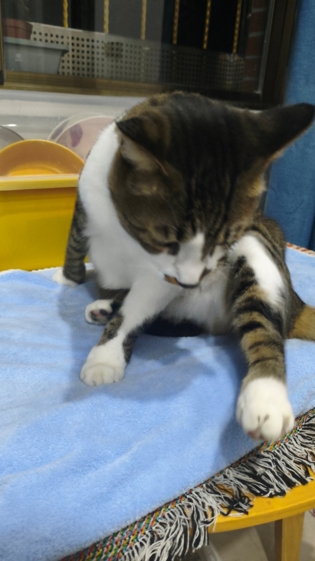 签到了签到咯年末好忙，继续加油           