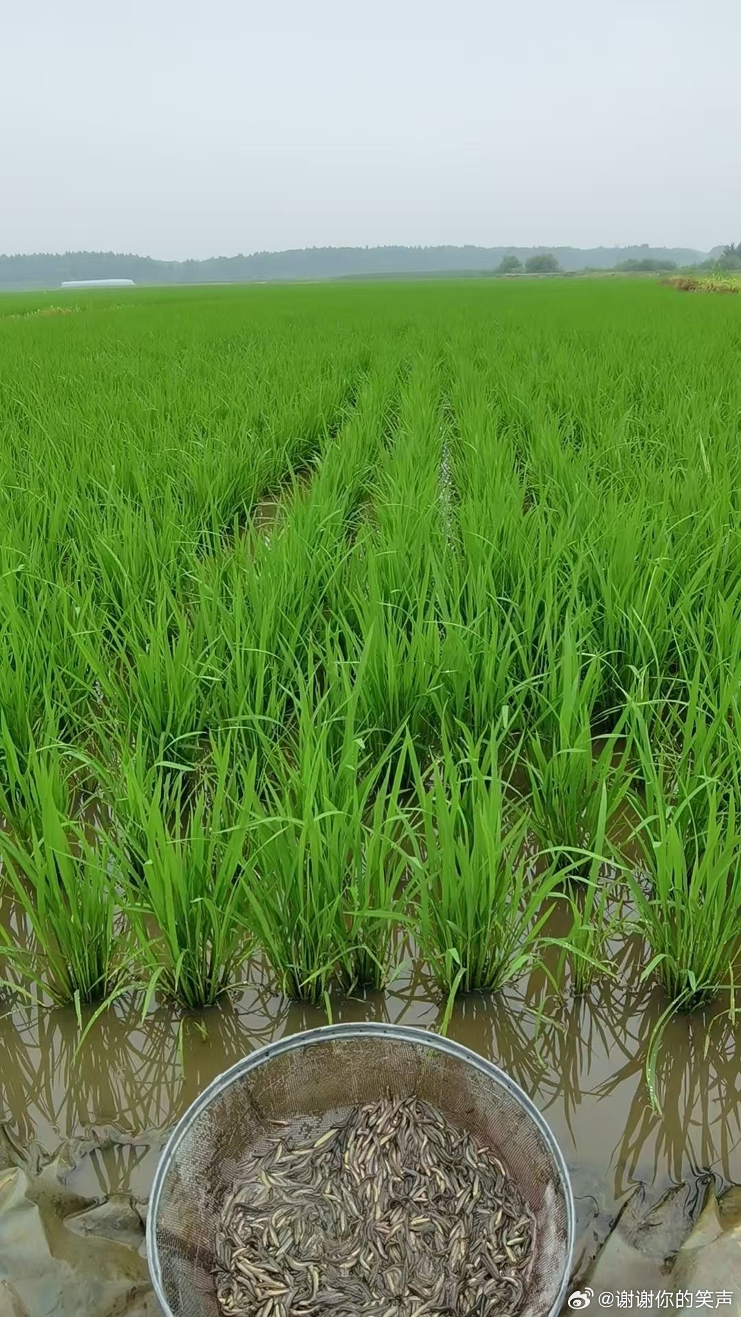 现在生态好，田里不打药，有水就会有小鱼，野鸭就经常去稻田里加餐 ​​​