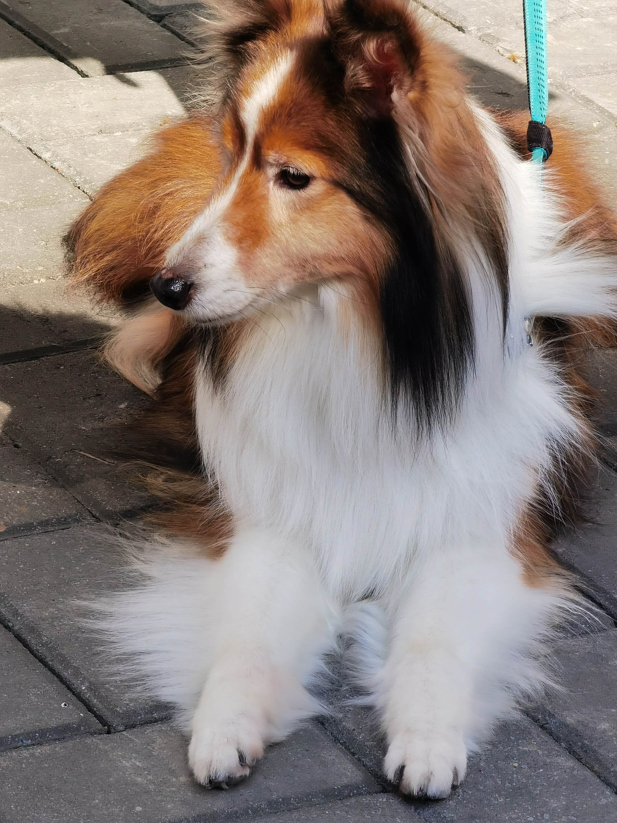 姐姐今早来告诉我，她梦见乐乐找她了。我问，乐乐说什么了？她笑着说，乐乐在汪星找到