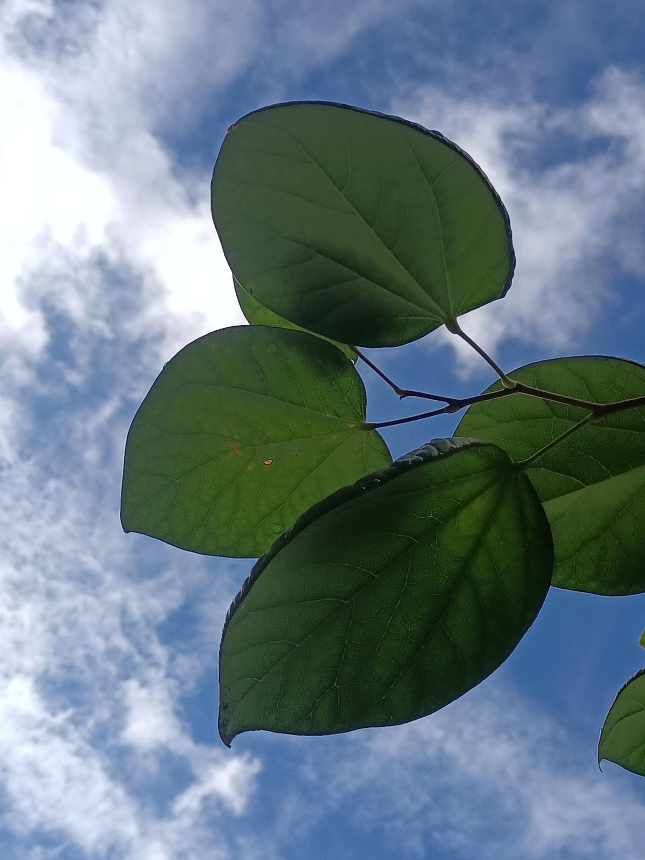 【夏之韵·活的像自己，尽余生，在路上】。夏日生活打卡季
年龄只是个符号，
希望我