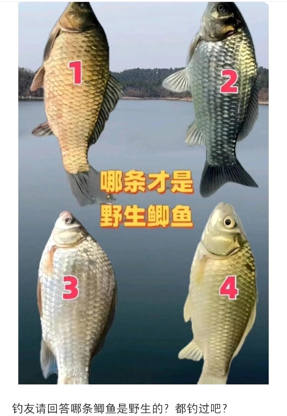 问了十人，九人错，一般人真分辨不出来，只有经常钓鱼的高手才能看出来，猜猜看，哪条