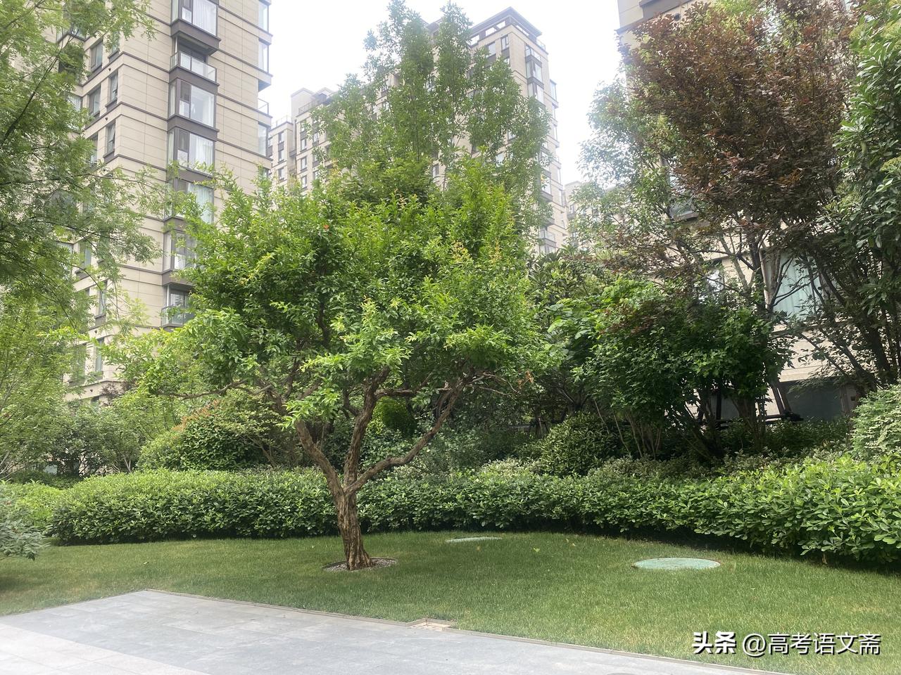 晒图笔记大赛绿意盎然的都市绿洲，静享自然之美