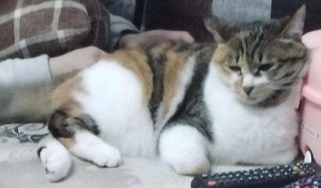 三花猫的日常趣味十足。它们身上黄、黑、白三色斑块构成独特斑纹，宛如一幅灵动的水墨