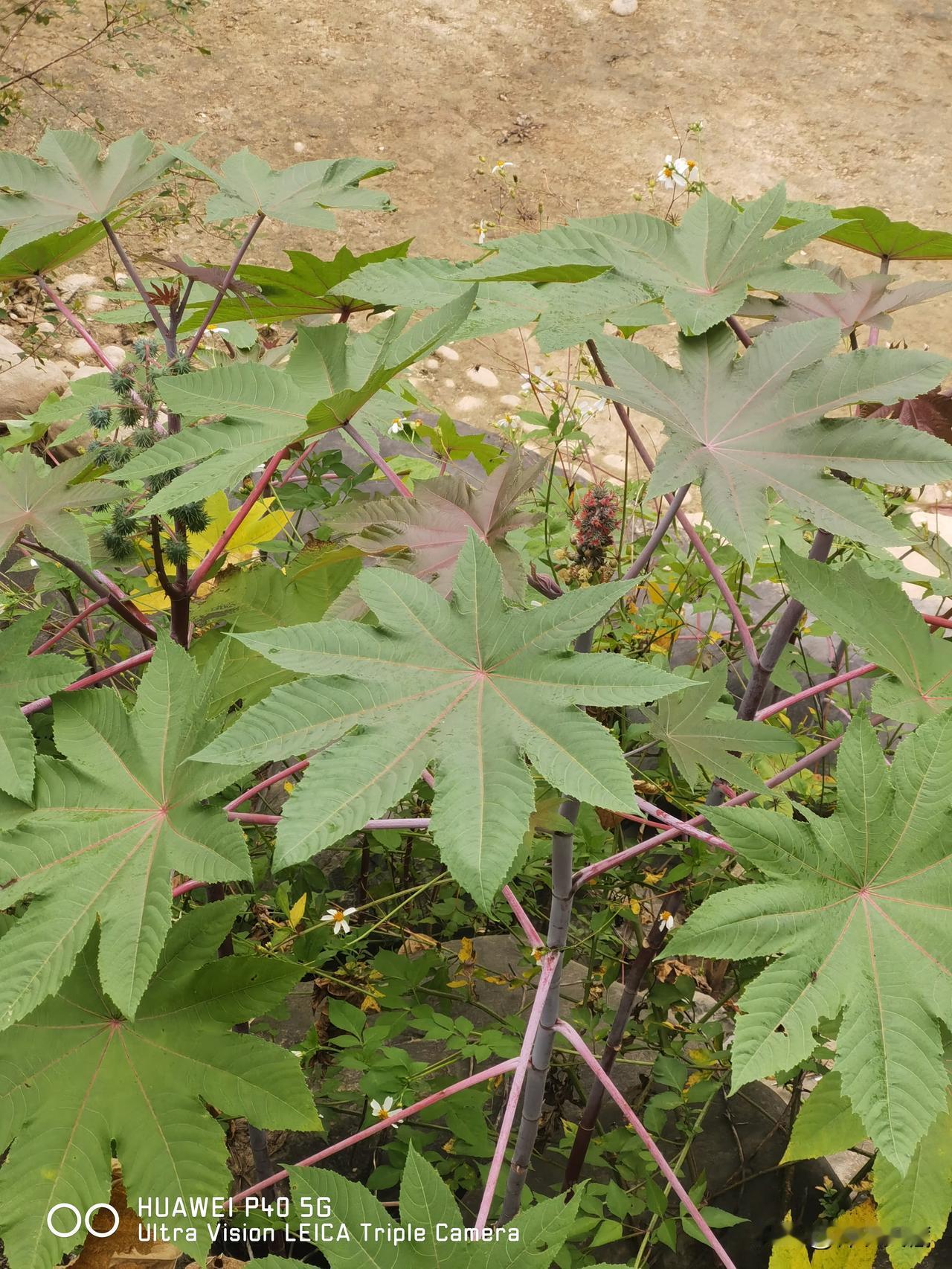 这种人实在太多了，一边对中医满脸不屑，表现出看不起的态度，一边却大包小包把中药往