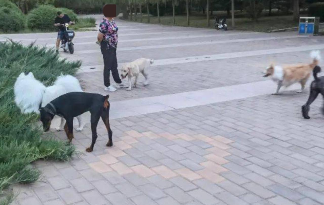 辽宁丹东，2名小伙在公园角落里遛狗没栓绳，一名大妈路过时，不愿意了，声称被2名小