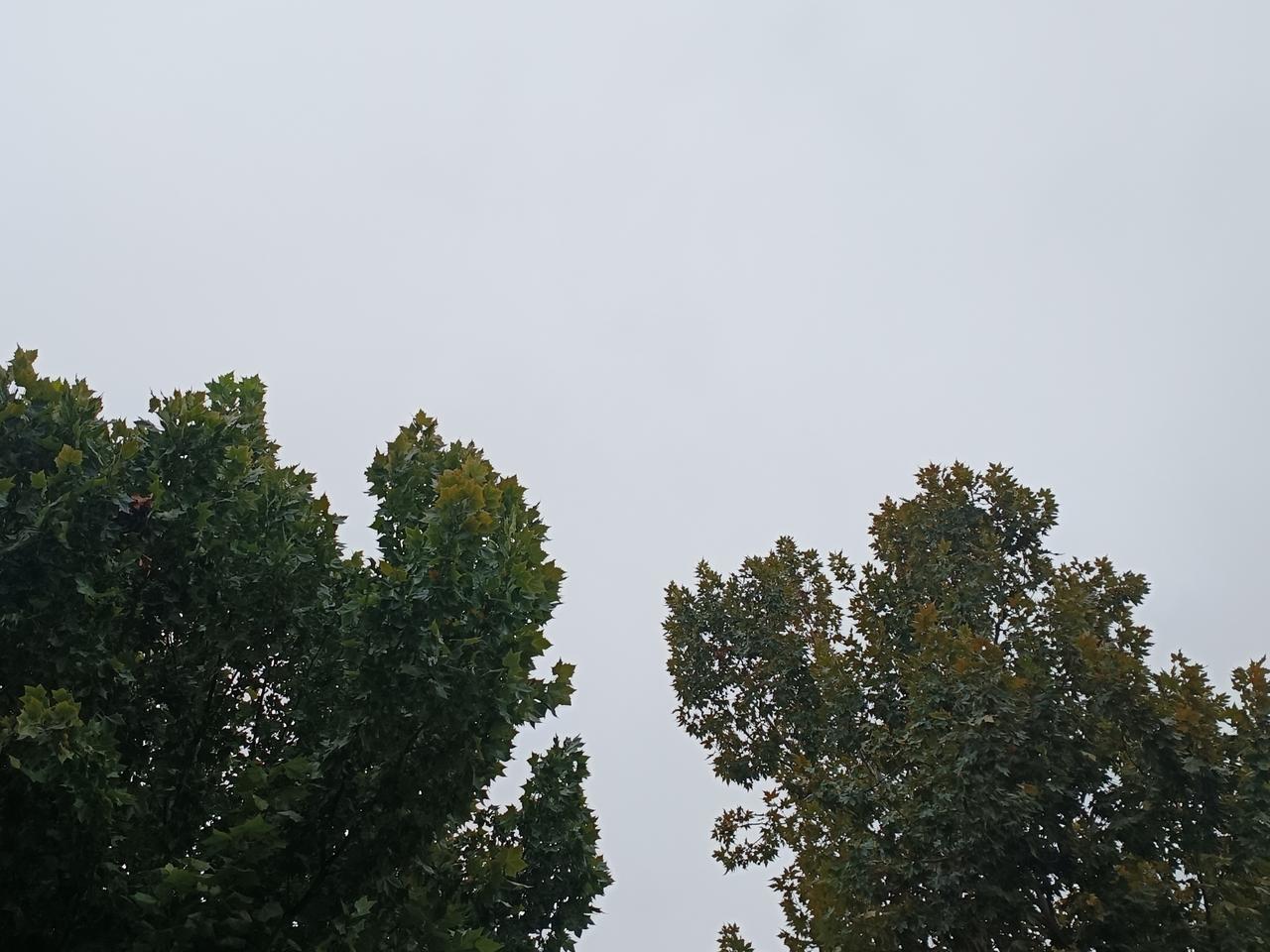 日子不及念，转眼又一秋。
今日天色阴沉，心里难免沉甸甸的。我一直靠着心底的希望往