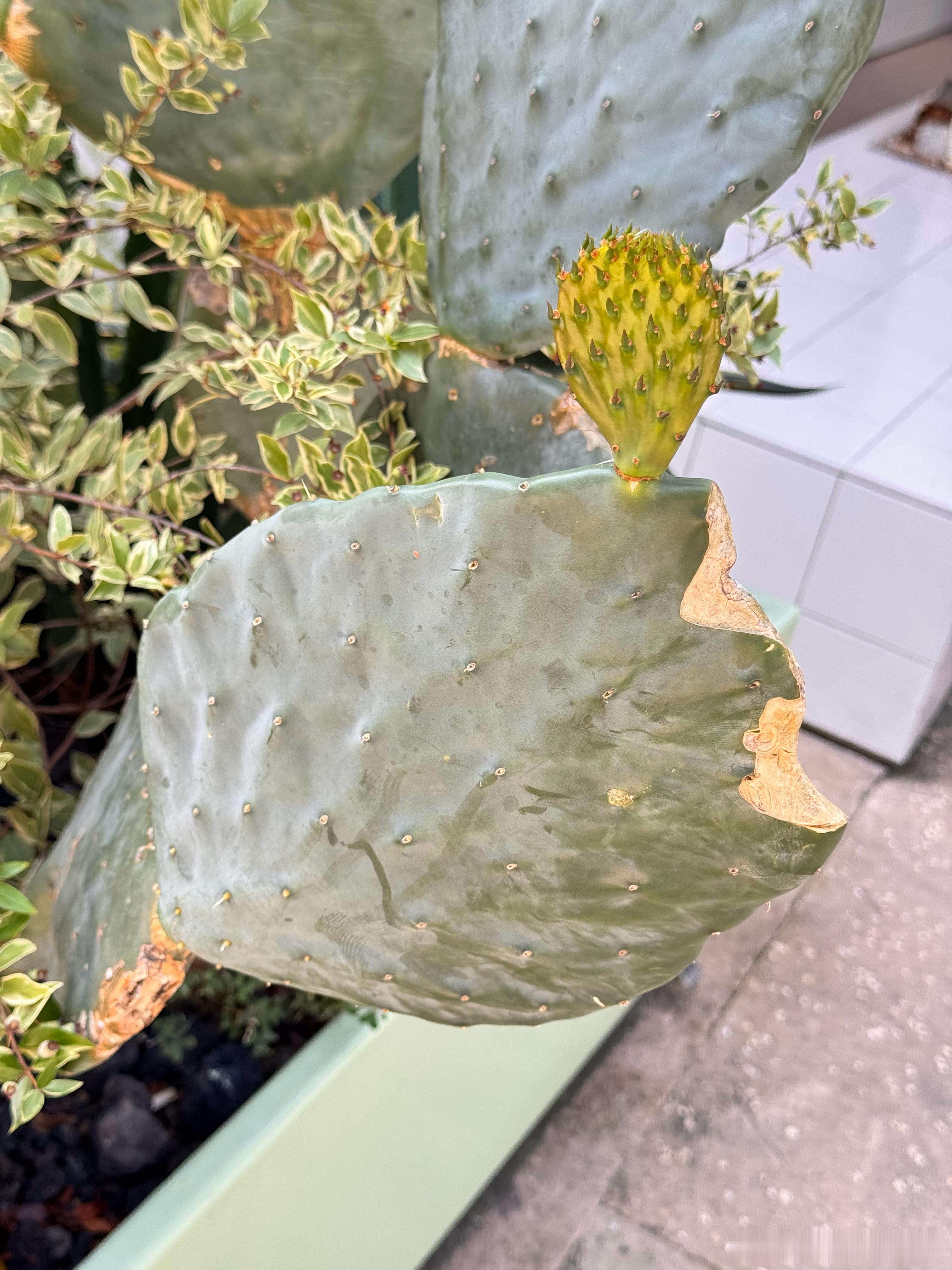 好神奇的仙人掌🌵断口旁边长出了一个新的小小仙人掌！ 