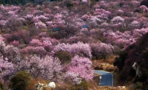 三月中下旬，西藏林芝桃花节，可以安排起来了 旅游  旅游[超话]  