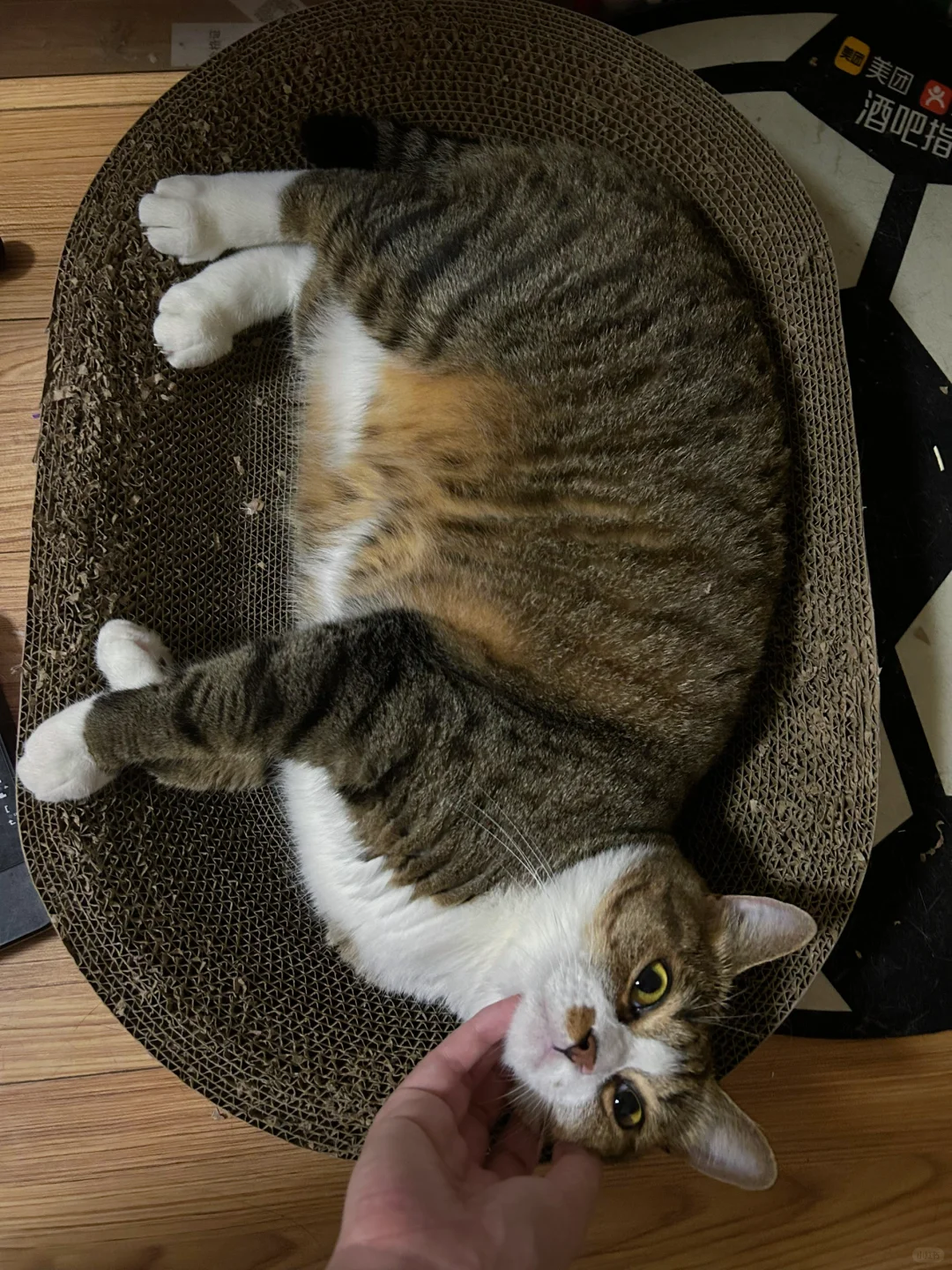 此猪五元一斤～