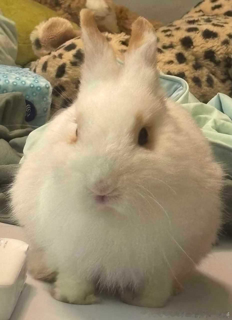 14315🐇🐇【一比一】猜猜哪个是兔球 