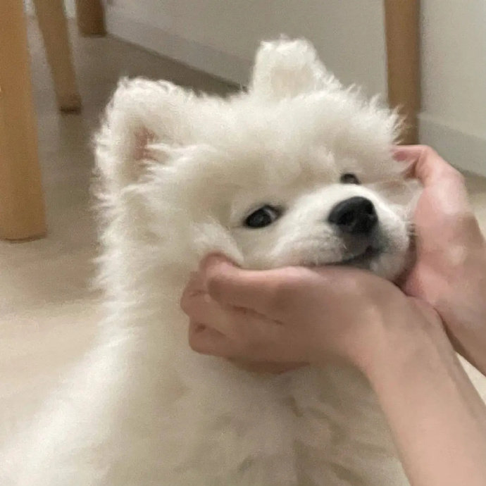 狗狗谁是人间小可爱🥰 