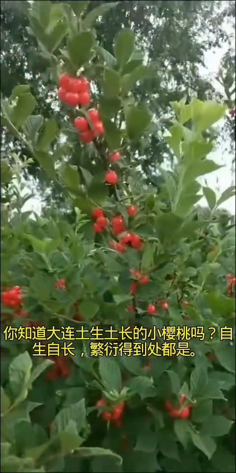 大连的大樱桃家喻户晓，人见人爱。你知道大连土生土长的小樱桃吗？自生自长，繁衍得到