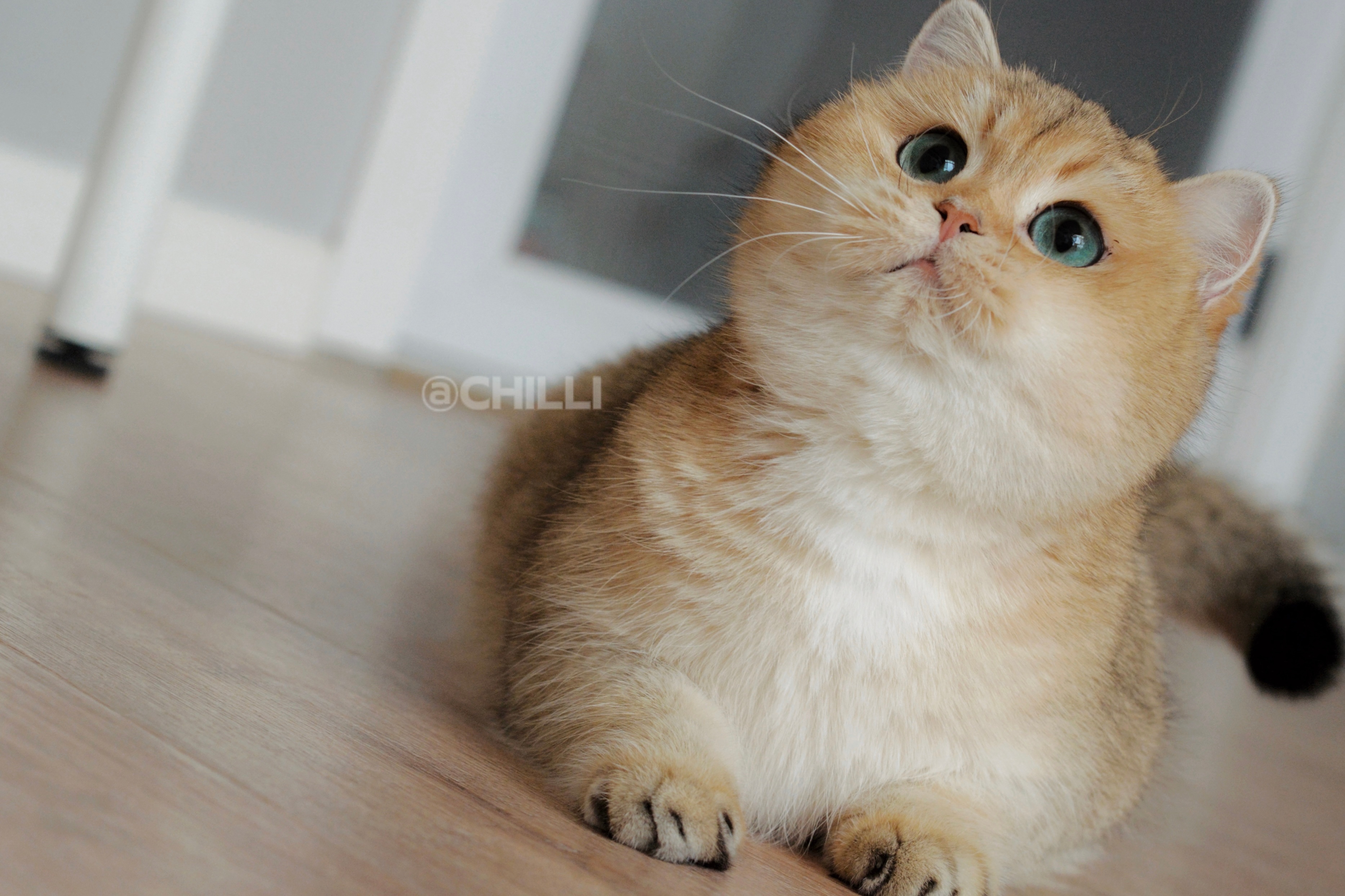 可甜可盐#金渐层##英国短毛猫# ​​​