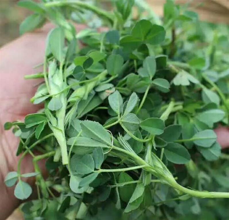 朋友从乡下带来一兜苜蓿，这在农村本是司空见惯的东西，可到了城市人的餐桌，就成了春