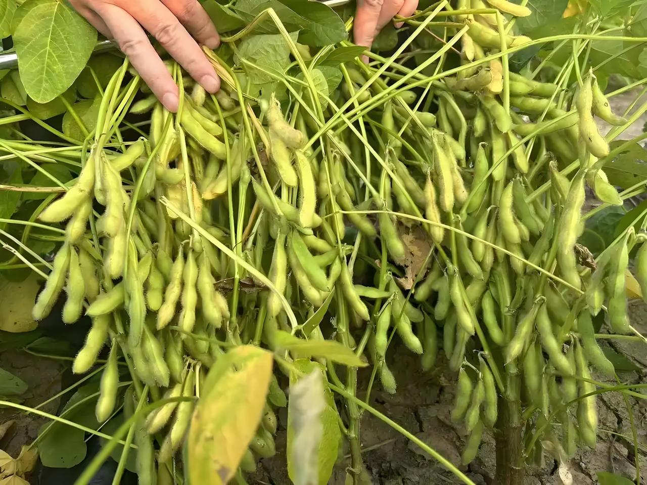 震惊！巴西背刺涨价12% | 中国反手停购8000000吨 | 大豆战争打响反制