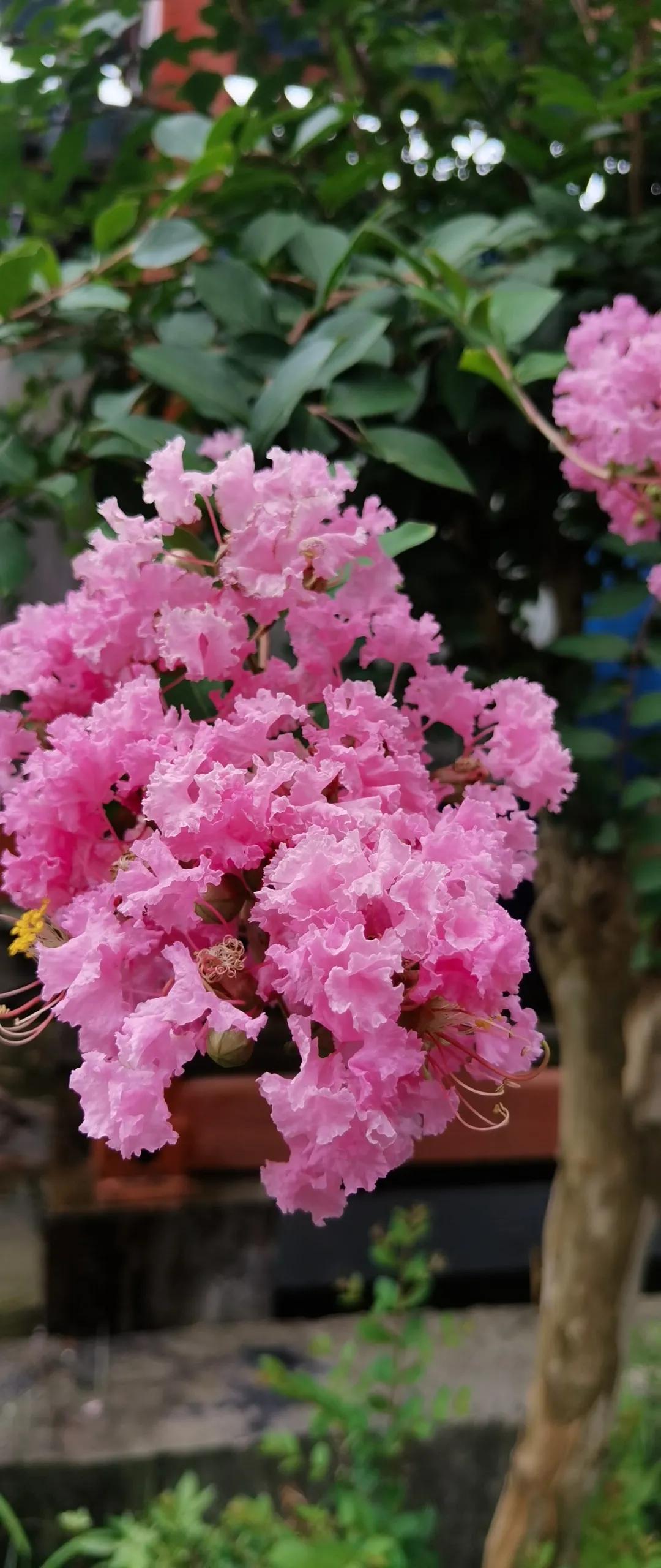 昨天去弟弟家吃饭，去早了，他们买菜还没回来。
我在小区楼下等着，忽然听到背后有人