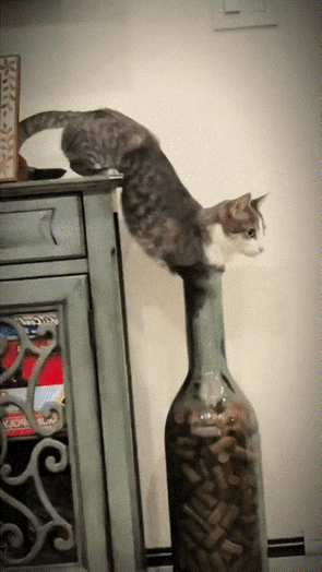 猫：我的命数是到了吗？
瓶：我倒了，你的应该也到了。
