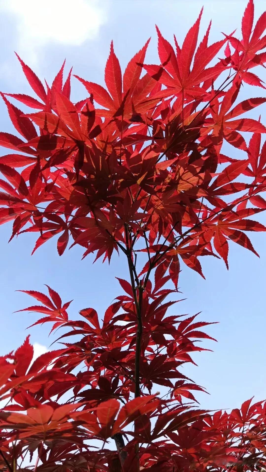 #记录我的8月生活#片片枫叶情美景#随手拍秋天记录#
