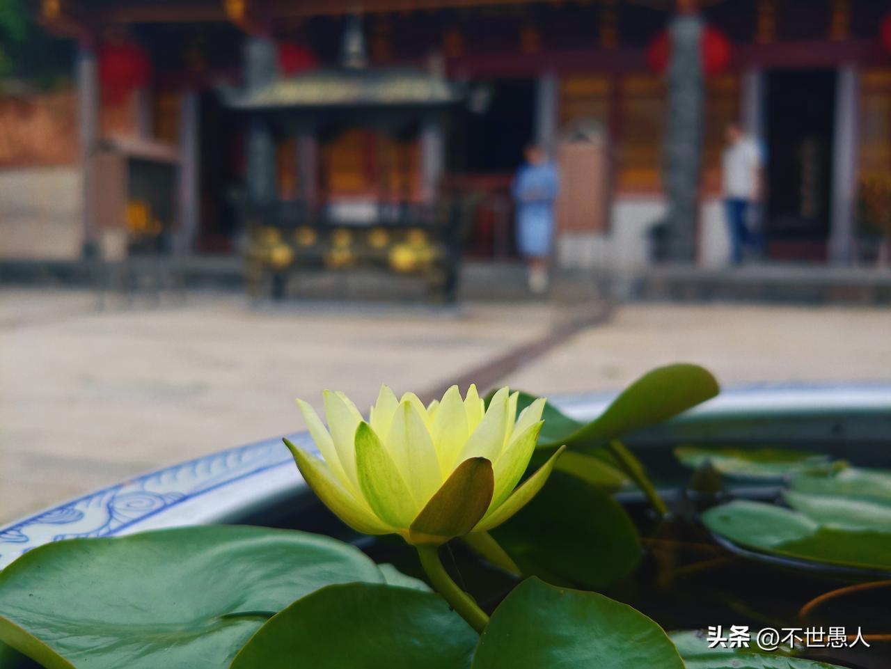 漳州市龙海区九湖镇林前岩上灵山寺前的睡莲开得正鲜艳。
今天是2026年高考的收官