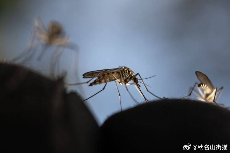 颠覆认知！实验发现：蚊子“大脑可训练” 竟更爱叮喷了驱蚊液的人海外新鲜事 一项发