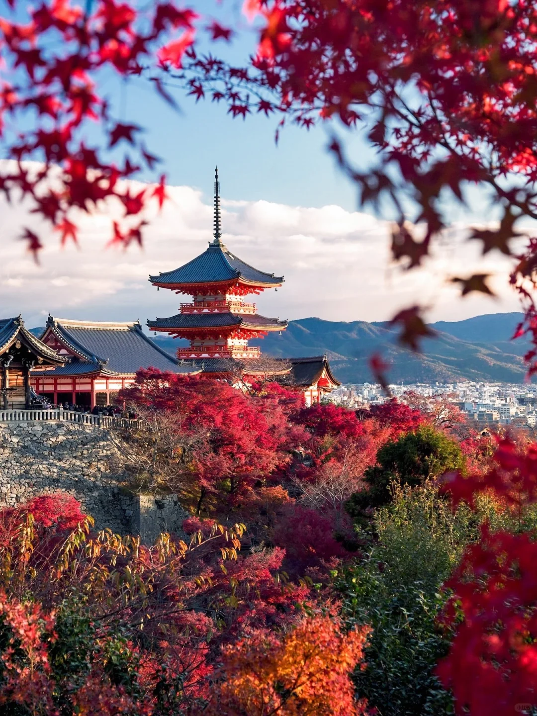 接下来的京都直接封神👉4条红叶线不挤人头
