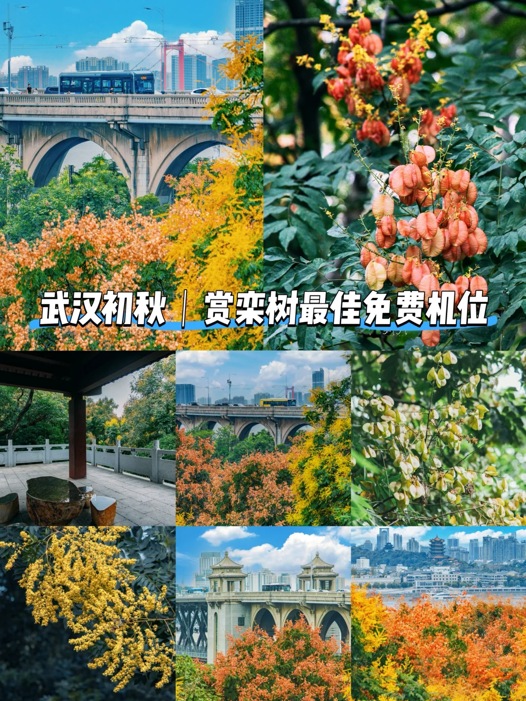 武汉初秋‼️史铁生笔下的栾树花居然这么美