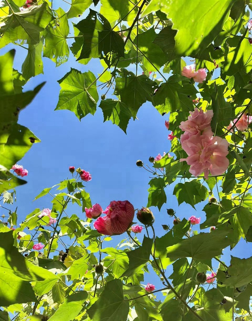 纳指今天是右侧加仓3.5层，加之前底仓3.5层合计7层。注意了之前低位没买的不要