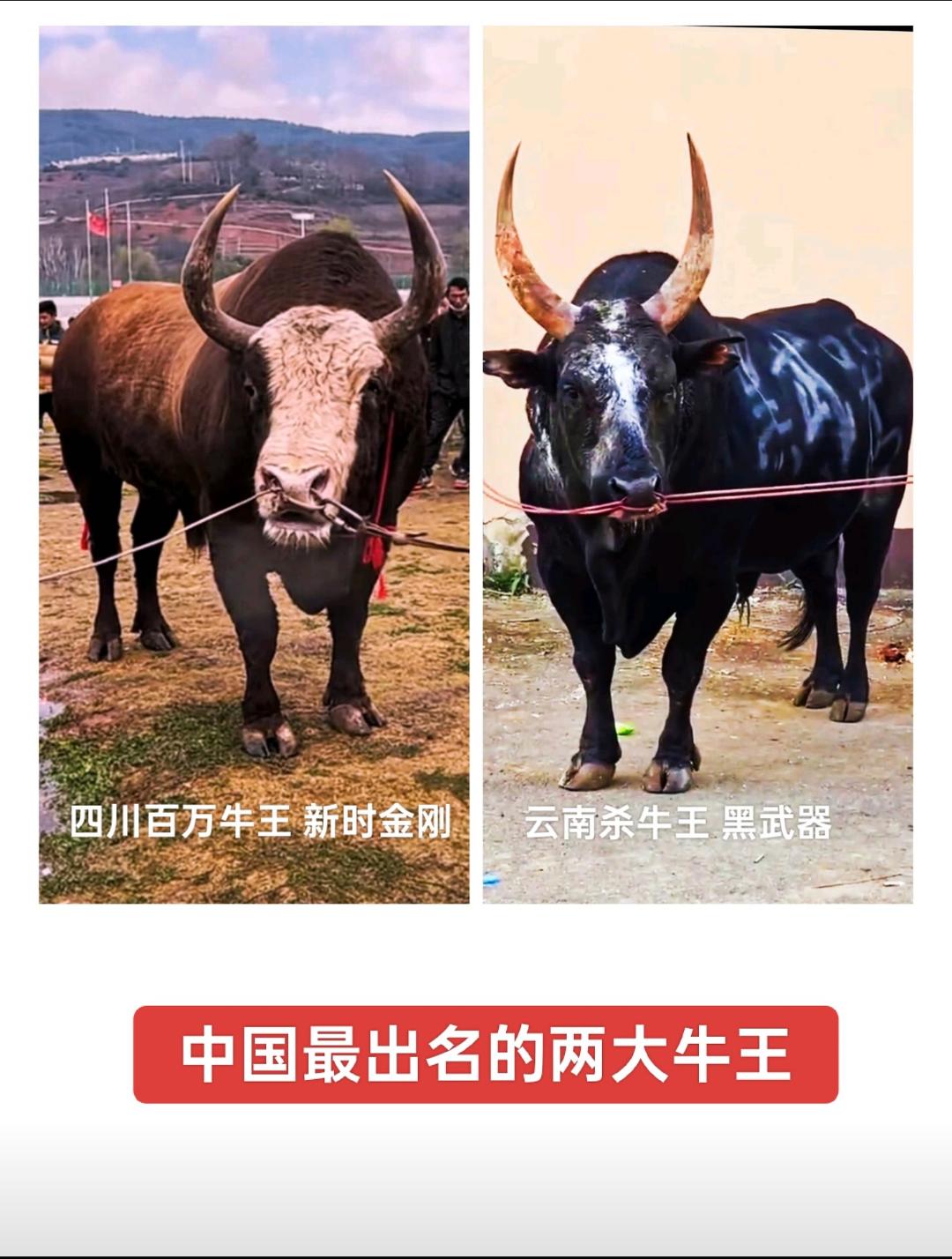 大家都说要看这对中国老大打，到底是认真的还是开玩笑的，这对牛一动就是差...