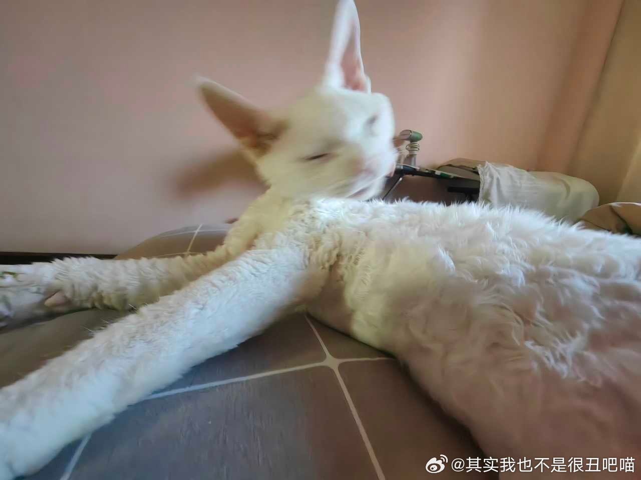 50531【丑猫】就这种一句话不说只发图的最狠 
