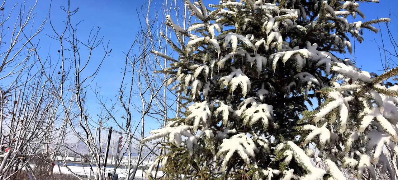 斗雪必选山冈松