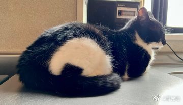 这只猫名叫饭团它的身上有饭团图案🍙🐱 