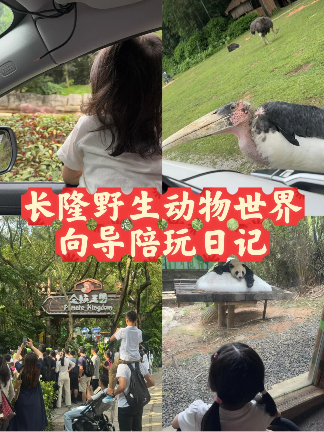 长隆野生动物世界向导陪玩日记