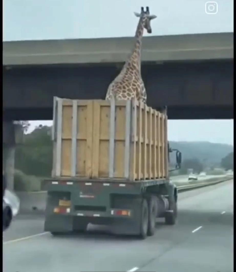 这只长颈鹿怕是没救了，这位货车司机估计是头一回接这类订单，路过大桥时丝毫没有安全