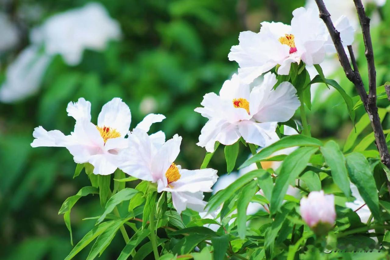 春日里的白色花朵，绽放出自然的美丽。🌸🌸🌸