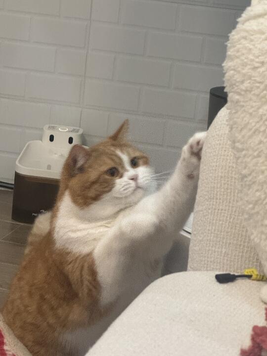 猫尴尬的时候真的会装忙