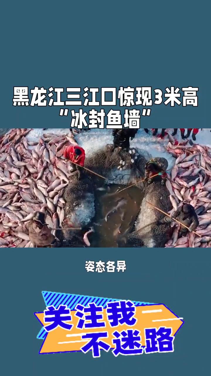 黑龙江三江口惊现3米高"冰封鱼墙"。
黑龙江三江口惊现3米高"冰封鱼墙"，江鱼被