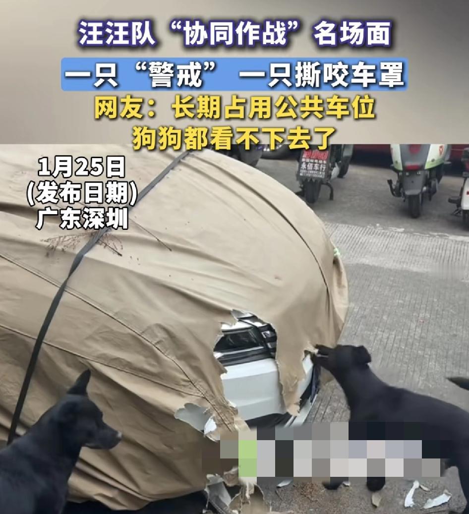 广东深圳一辆小车长期停放在人行道，车身用车罩盖住，有两名狗犬。一只站在旁边看风，