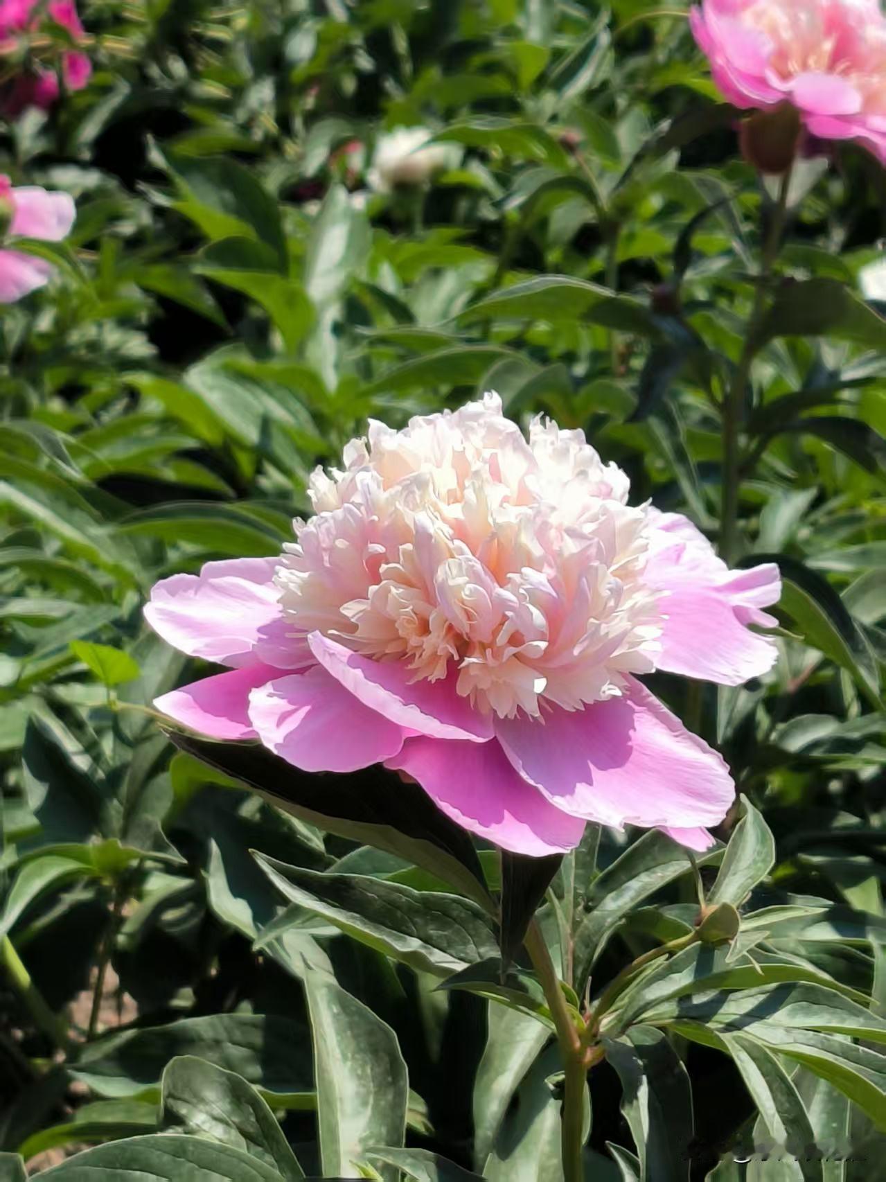 滨海新区的牡丹园里，芍药花盛开，满园的芍药热烈绽放。红色粉色，娇艳美丽，白色黄色